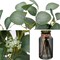 Artificial Eucalyptus Stems in Black Glass Vase with Faux Water, 14" Fake Plant Eucalyptus Leaves for Home Office Farmhouse Wedding Centerpiece Décor